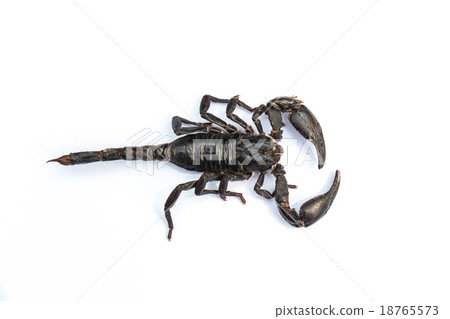 black scorpion on white background black scorpion on white background 18765573