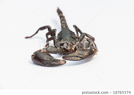 black scorpion on white background black scorpion on white background 18765574