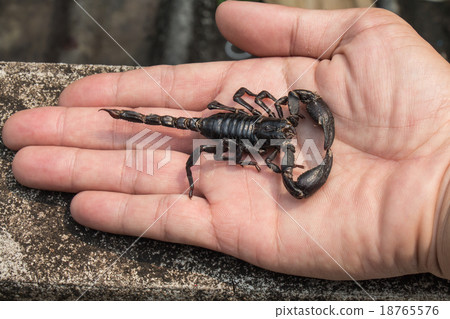 black scorpion on hand black scorpion on hand 18765576