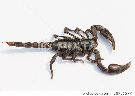 black scorpion on white background black scorpion on white background 18765577