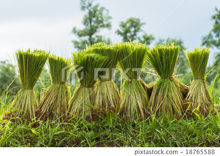Rice seedlings prepared for planting season Rice seedlings prepared for planting season 18765588