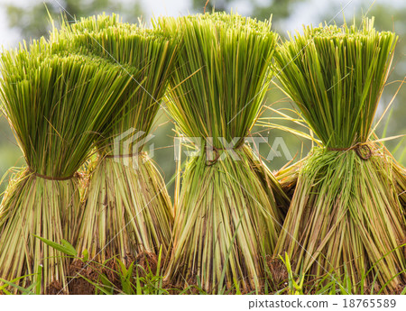 Rice seedlings prepared for planting season 18765589