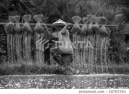 Thailand farmers are preparing rice seedlings 18765591