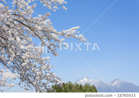 會津萬代和櫻花 18765633