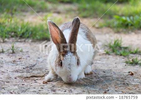 Rabbits in the meadow on the green grass. Rabbits in the meadow on the green grass. 18765759