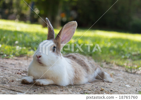 Rabbits in the meadow on the green grass. Rabbits in the meadow on the green grass. 18765760