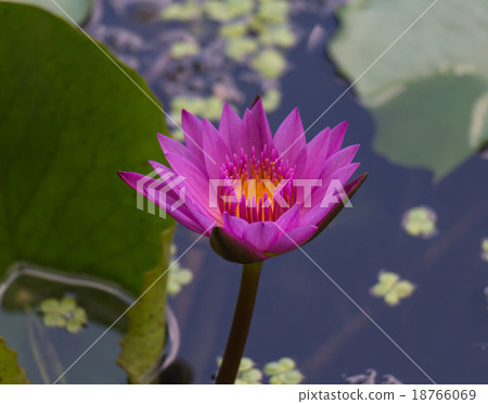 beautiful lotus flower 18766069