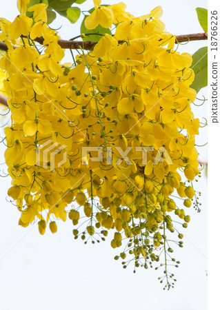 Beautiful golden shower flower Beautiful golden shower flower 18766226