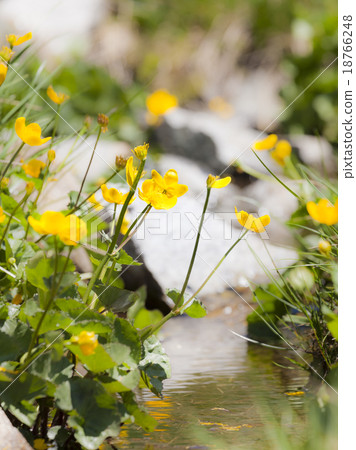 Pyrenean Wildflowers 18766248