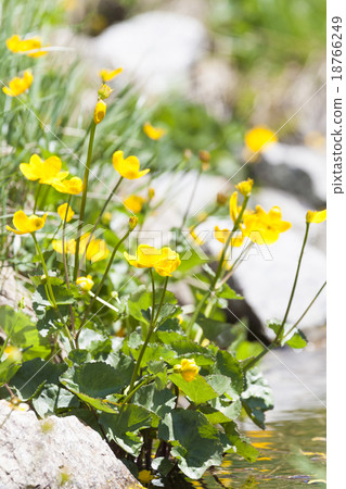 Pyrenean Wildflowers 18766249
