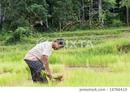 Thailand farmers are preparing rice seedlings. Thailand farmers are preparing rice seedlings. 18766419