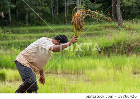 Thailand farmers are preparing rice seedlings. 18766420