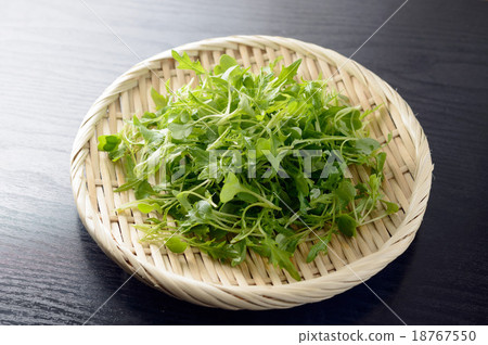 Mizuna發芽 18767550