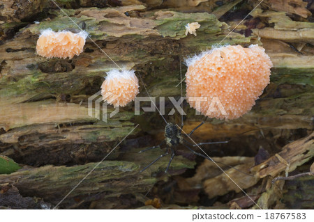 Red Raspberry Slime (Tubulifera arachnoidea) Red Raspberry Slime (Tubulifera arachnoidea) 18767583