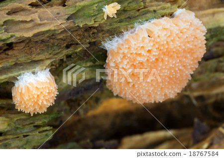 Red Raspberry Slime (Tubulifera arachnoidea) Red Raspberry Slime (Tubulifera arachnoidea) 18767584