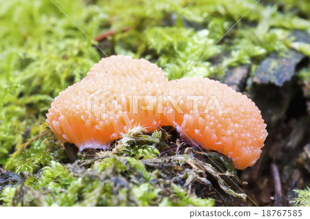 Red Raspberry Slime (Tubulifera arachnoidea) Red Raspberry Slime (Tubulifera arachnoidea) 18767585