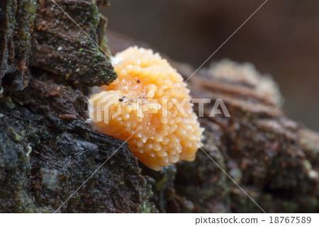 Red Raspberry Slime (Tubulifera arachnoidea) Red Raspberry Slime (Tubulifera arachnoidea) 18767589