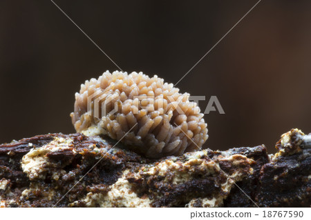 Red Raspberry Slime (Tubulifera arachnoidea) 18767590