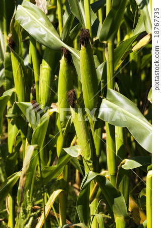 corn field  . green   18767735