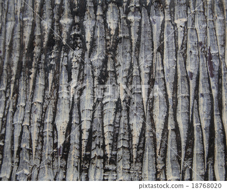 texture of old tree bark texture of old tree bark 18768020