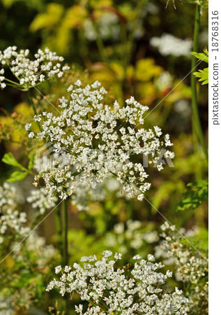 Plants: Sengyu Seri 18768316