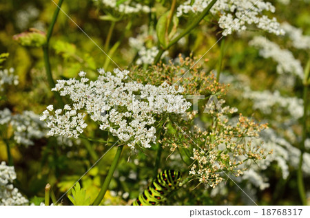 Plants: Sengyu Seri Plants: Sengyu Seri 18768317