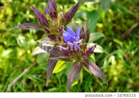 Plant: Gentiana family Plant: Gentiana family 18768318