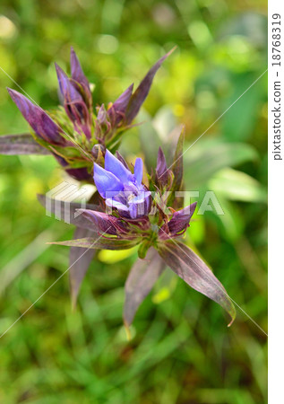 Plant: Gentiana family Plant: Gentiana family 18768319