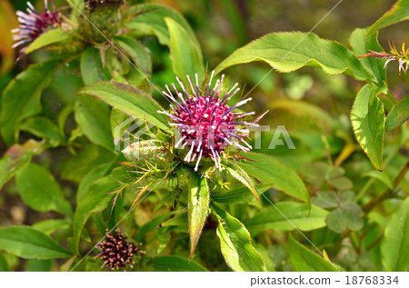 Plant: Okera family Plant: Okera family 18768334