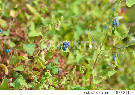 石川的果實 18770113