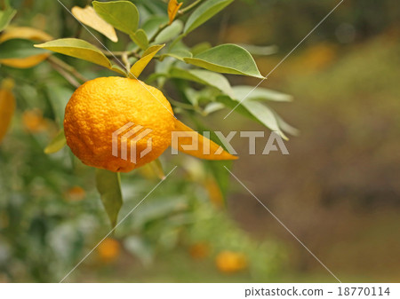 柚子 柚子 18770114