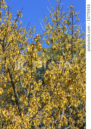 KOWHAI: Kofi KOWHAI: Kofi 18770916