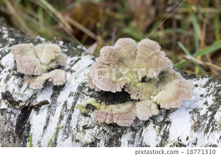 Schizophyllum commune fungus 18771310