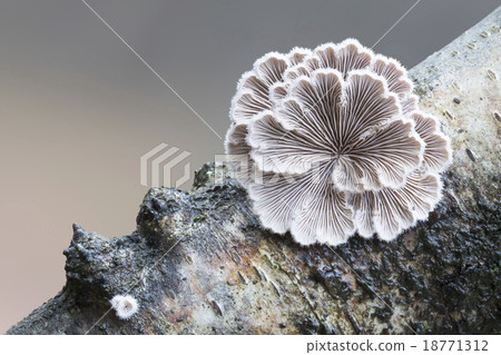 Schizophyllum commune fungus Schizophyllum commune fungus 18771312