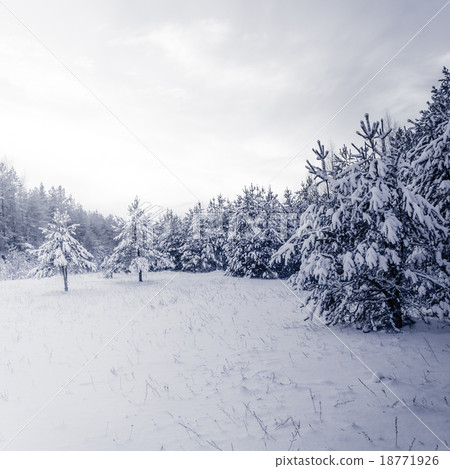 Forest Covered by Snow in Winter Landscape 18771926