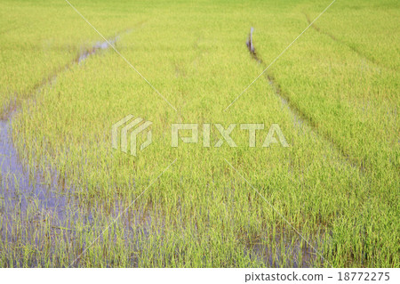 Rice fields 18772275