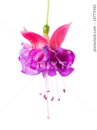 single flower of lilac and pink fuchsia 18773562