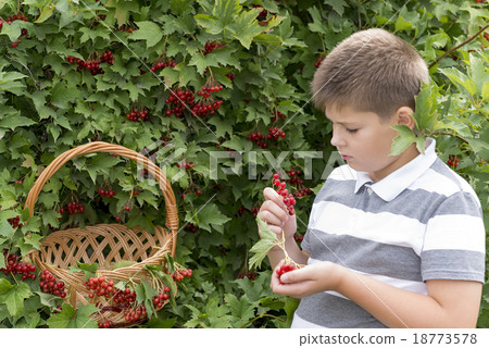 Boy collects berries of viburnum in the garden 18773578