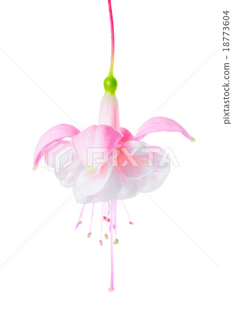 blooming beautiful single flower of white  18773604