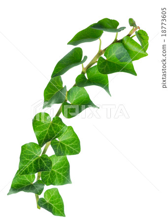 green twig of straight ivy Hedera is isolated  18773605