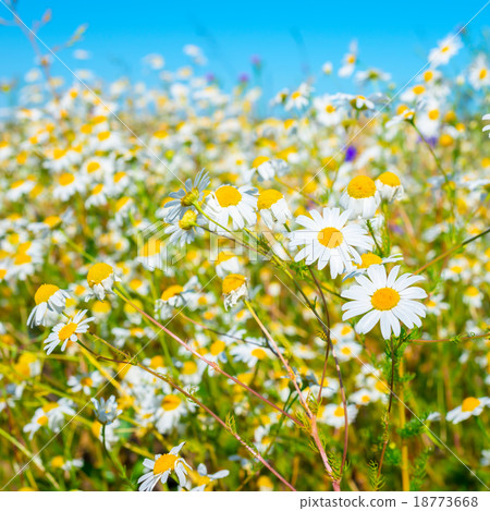 beautiful meadow of green grass and camomiles  18773668