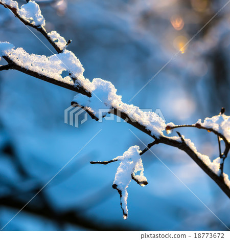 beautiful covered Christmas branch with snow beautiful covered Christmas branch with snow 18773672
