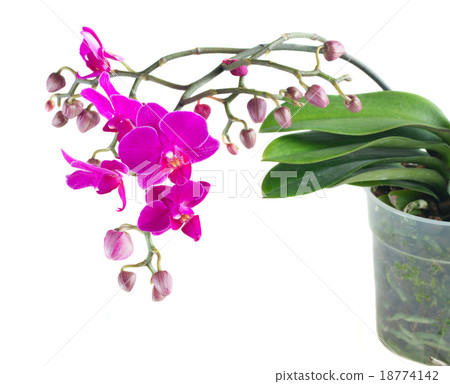 Bunch of violet orchids Bunch of violet orchids 18774142