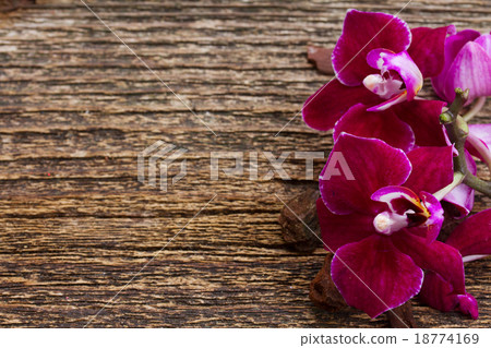 Bunch of violet orchids Bunch of violet orchids 18774169