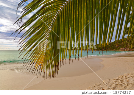 Palm leaf and tropical beach Palm leaf and tropical beach 18774257