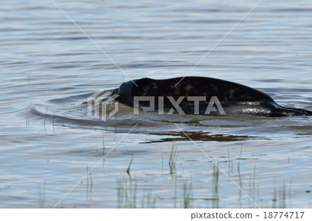 Ladoga ringed seal 18774717