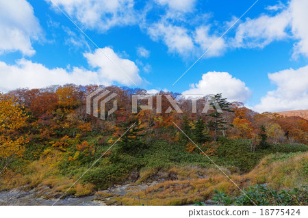 Autumn leaves of Terewada Hachimantai National Park 18775424