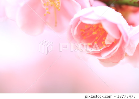 梅花，起來 18775475