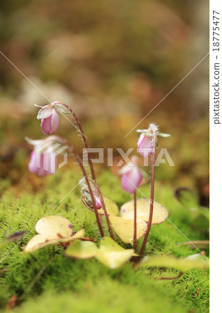 Flowering blooming again, Snowbird Flowering blooming again, Snowbird 18775477