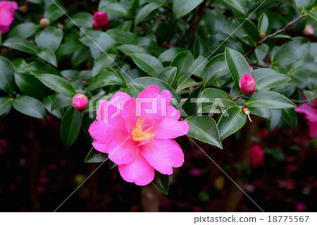 Sasanqua flowers 18775567